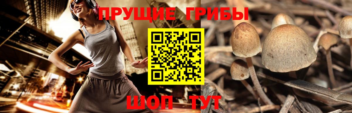 Малгобек  Псилоцибиновые грибы GOLDEN TEACHER  Вход с VPN 